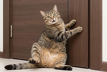 Cửa Cho Nhà Có Thú Cưng: Chống Mèo Cào, Chó Cắn & "Tai Nạn" Bất Ngờ